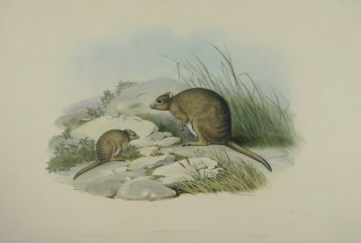 John Gould Macropods